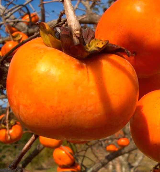 1f9f3f6fd045c483dd0576b9f7fb1669