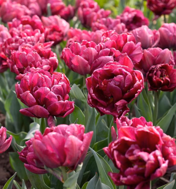 1fbea6a580f825e77fe1cfd788527ab5