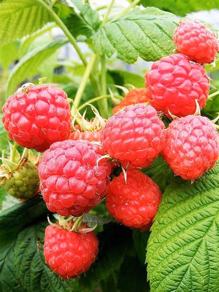 1fc4b34680fff154a3c03cc496b23231