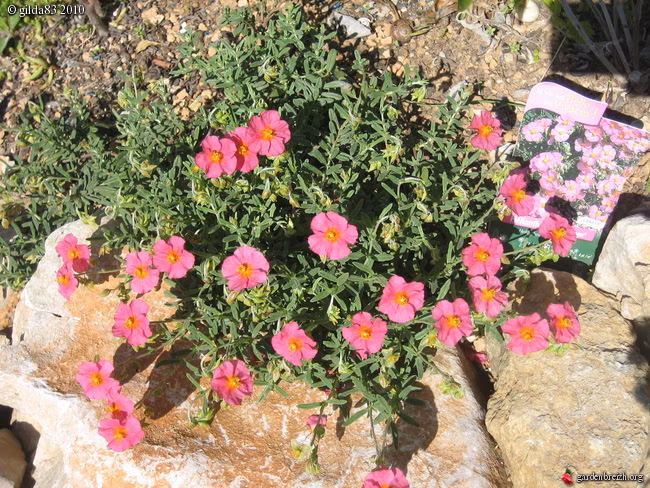 1fd76768750d88c711baccc0fd68a540