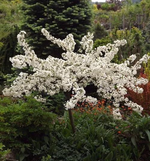 1fe9e3c4e112558dcbbbf1ce23942b64