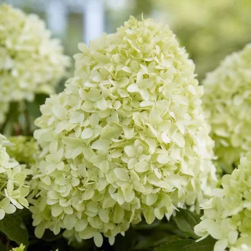 1ff414073cf14ccf92a82b4b79fbd866