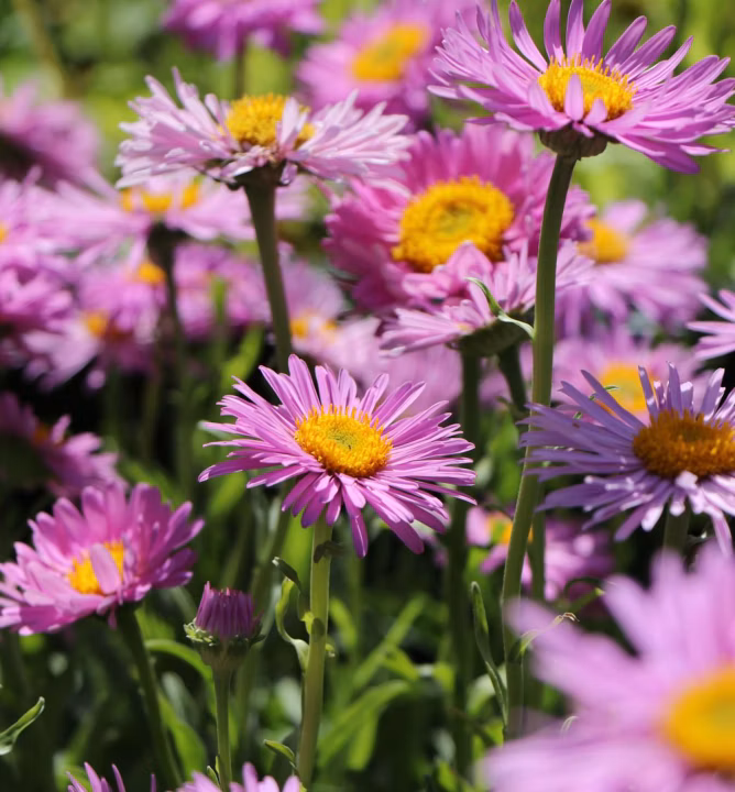 1ffce6c9f4a488a261e969c4ef5d0dc3