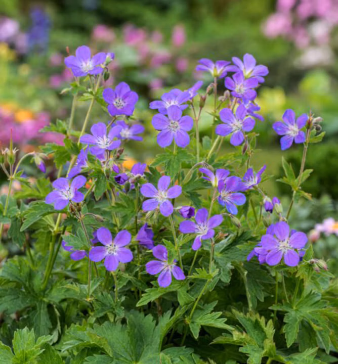 202b85d87d1f189fb9b612bdae2f48e3