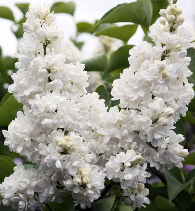 203c0c6fa1925edd7a174201e0d38bf7