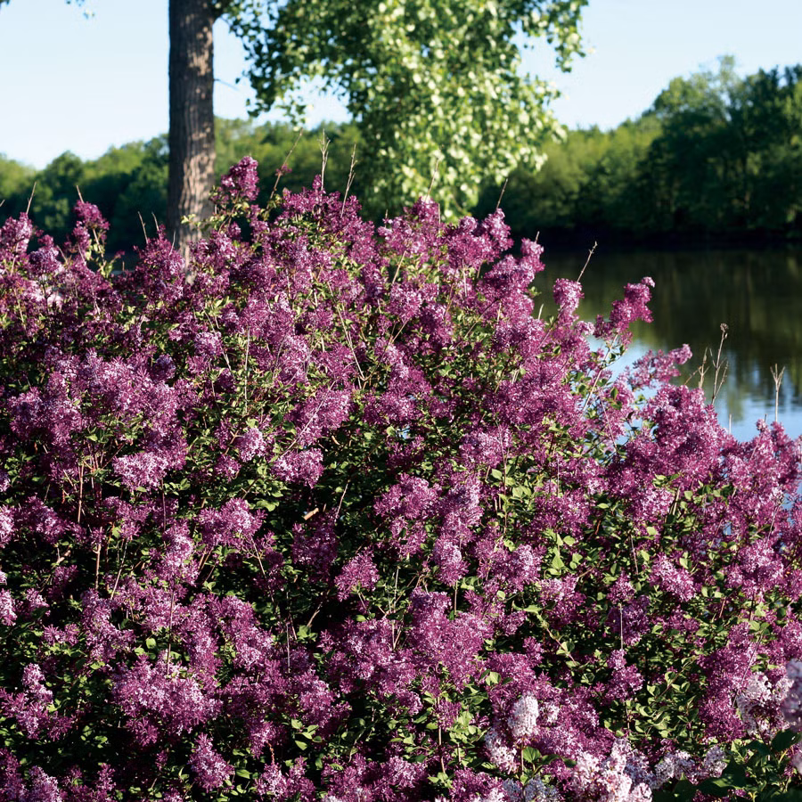 2088fd9110ecfa1f097a43ed207c8a06