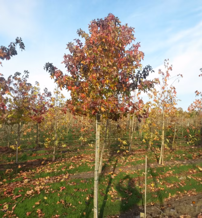 20a2099fc9f4215d3bc518819072f999