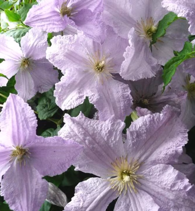 20c2d53d88d8b621a256240018edafaf