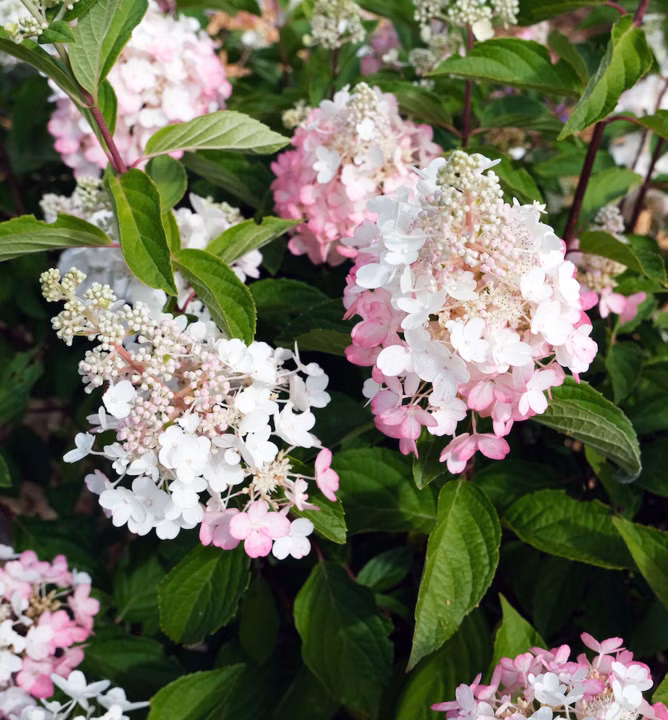 20e32a060531772c0955b20dbb50737b