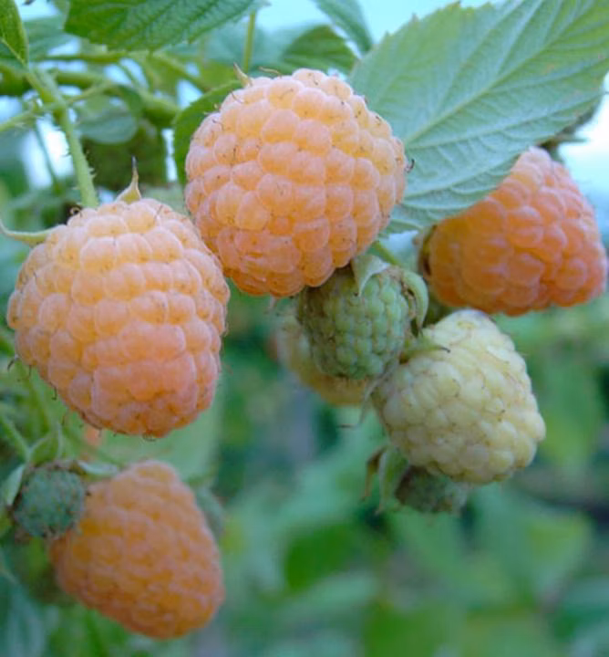 21282941c2db1d2420878c285aa878c1