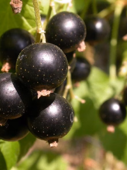 216a5f4e45617a84aa44bacb2efdb52a