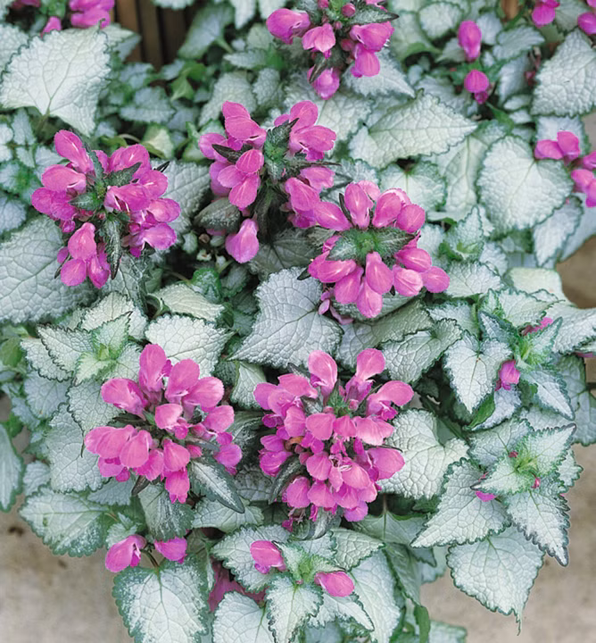 21e80148452520a3abe9d04f19d48e45