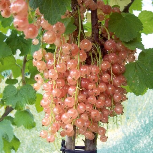 21ff593eb99b7650221fda3810a9468d