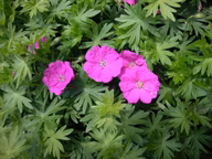 223a8316ff54f6defd2cc45a58379fef