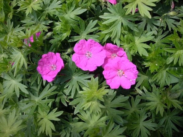 223a8316ff54f6defd2cc45a58379fef