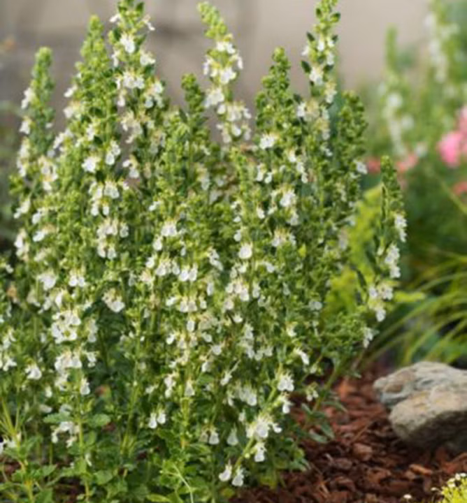 227e17905b87cc076fda458615455cf2