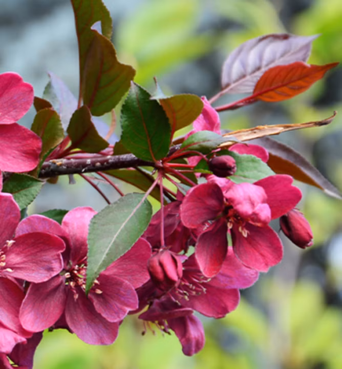 22867070245b04c4f4ba75c5b4fe2417