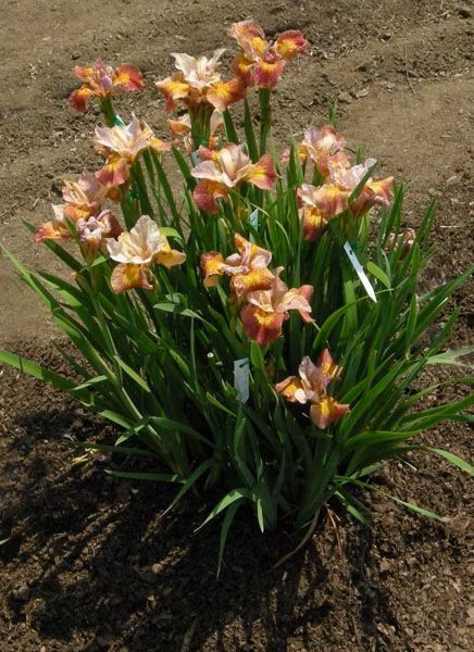 22a4706b6a0b6a54accf0bbf39542ce9