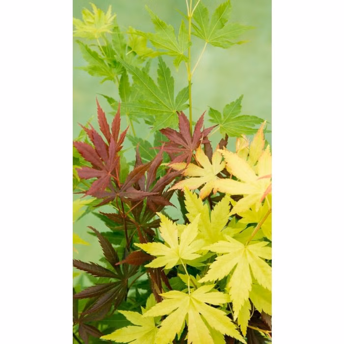 22e9ff2afda876f167e34db5eac67462