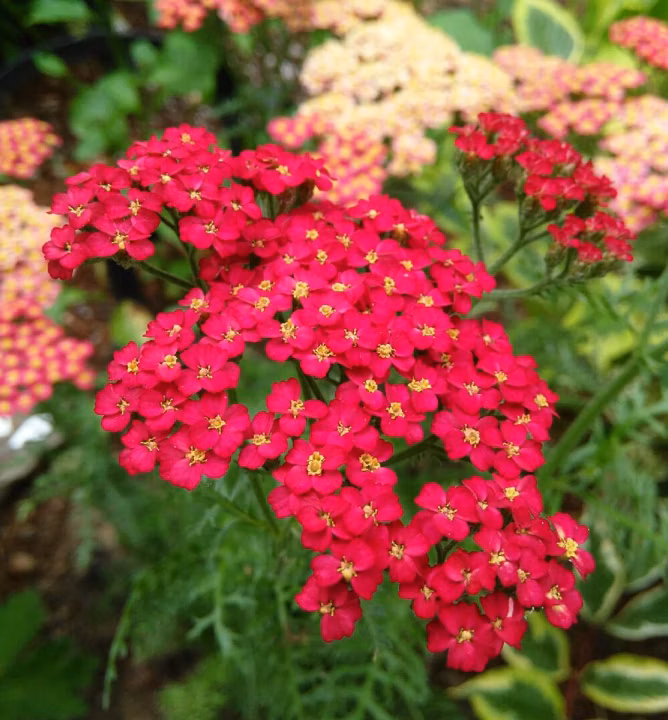 231b91e2d1c1746f17ce30b17c2697d9