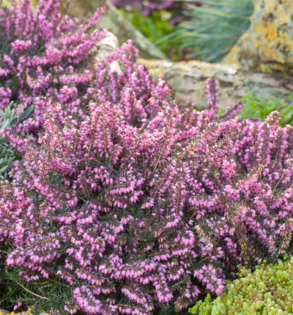 232912a4157168d80fa4e0c375a80546