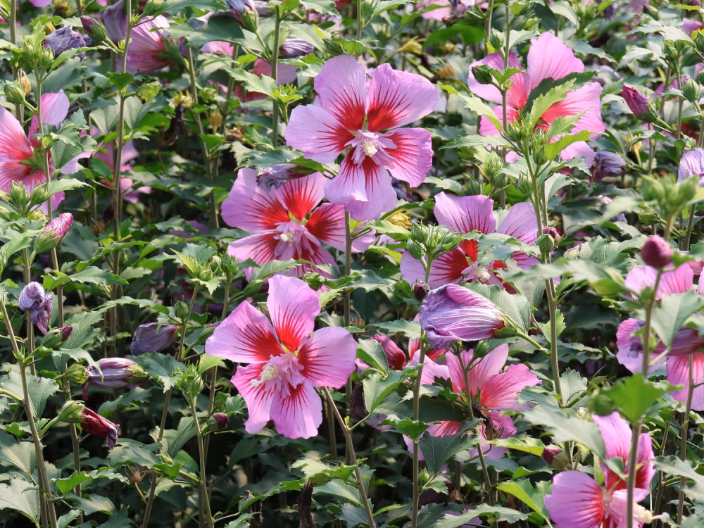 234cd7b0d3d7f48593500aec148e9e94