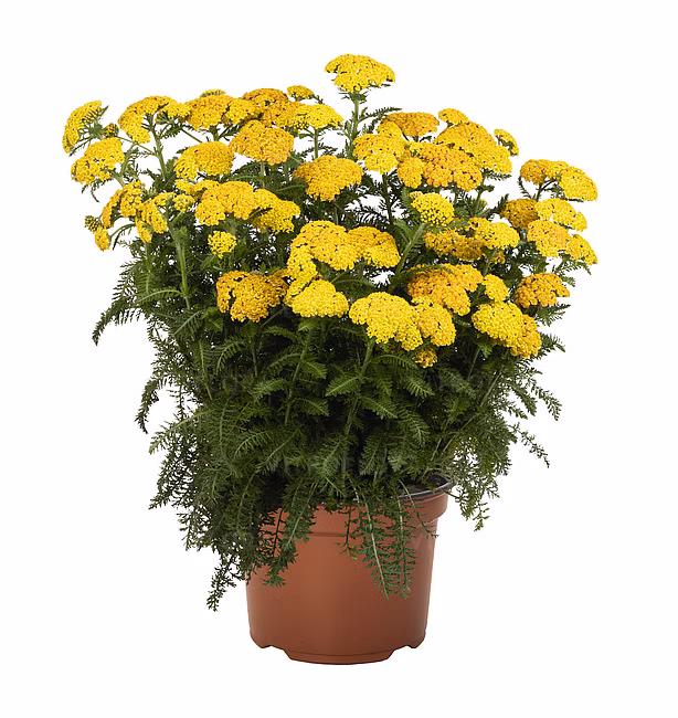 2352345721186a322c9d5091f1164f6b