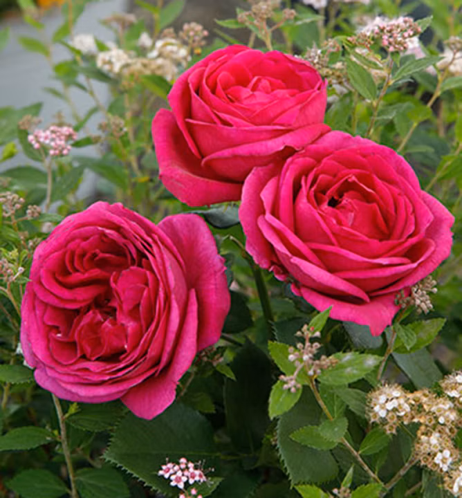 238be24408c2cc71b64671853a75bb41