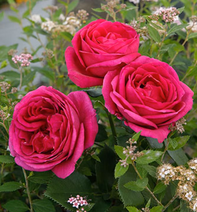 238be24408c2cc71b64671853a75bb41