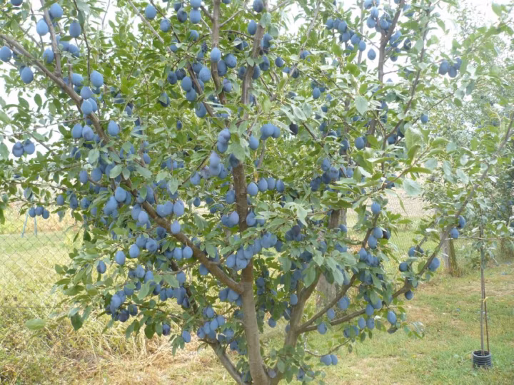 23e0c59237ad296103c58d1c6d977d86