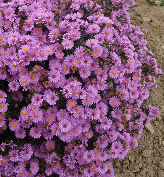 23fa7289530e1fcf2b8584e3697ac00e