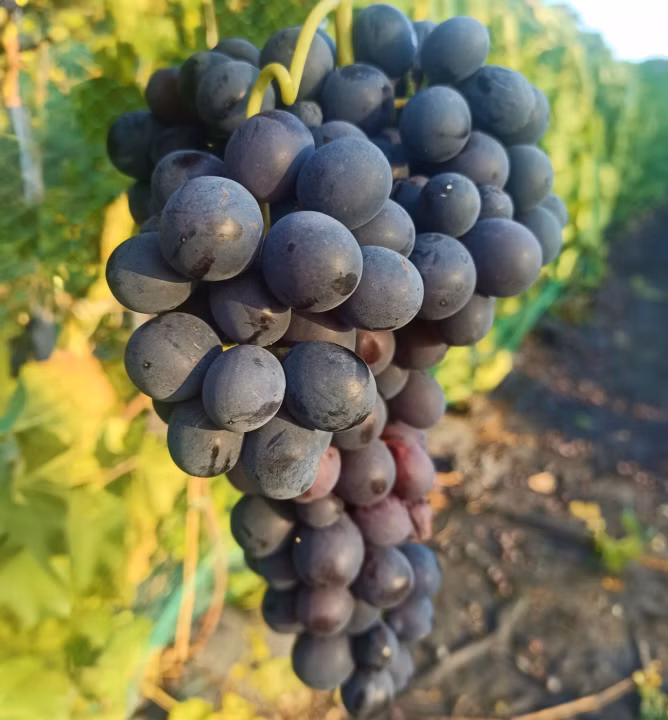 24048c87fb27b201b83a9b6a7b50b8f7