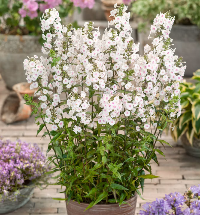 242c11d70a8aafe5e9b001afc3fb9676