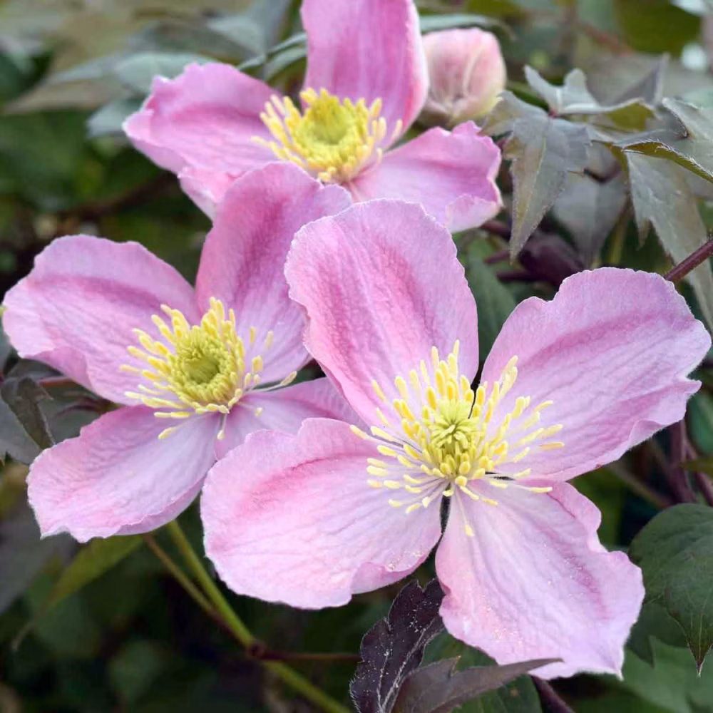 2433b39d4d457a1047507f54d67ba59b