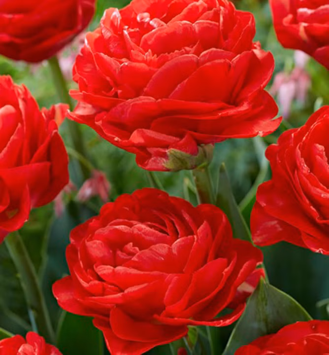 2437e0c6ff9f5b16bbc800d6e1bdafde