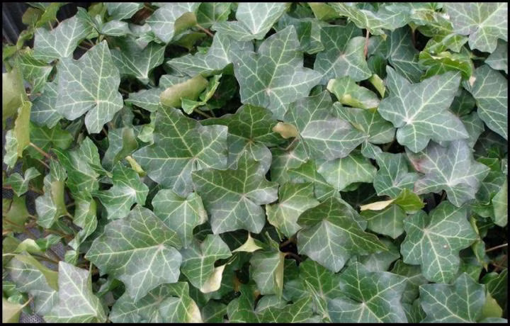 2455efec52ddbed744aa375e902c0938