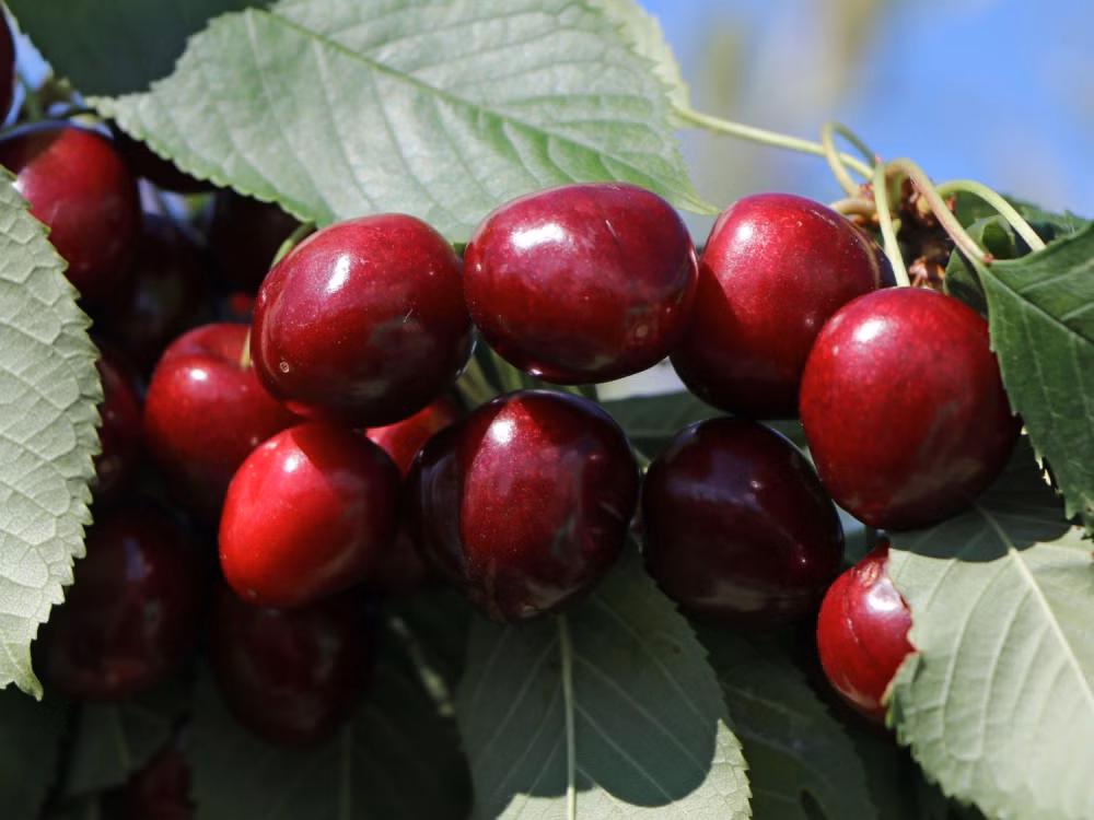 245d3b1dea510db07337681fc7eba542