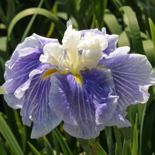 24ba21c921e1f614d10100979c70b8ee