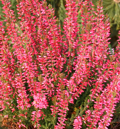 24be2083eb0fd40e8a587720055e4c4e