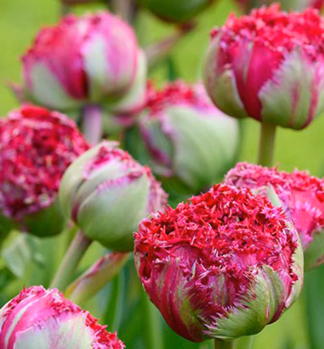 24cddf0c84c332a01493de7c40fdccee