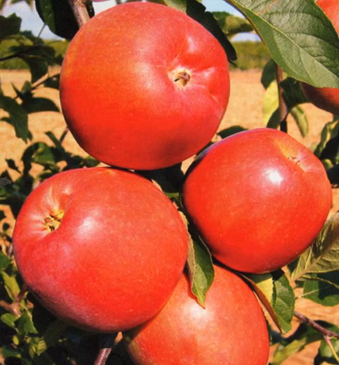 24fbb90a3f569060134684538a0dbdd5