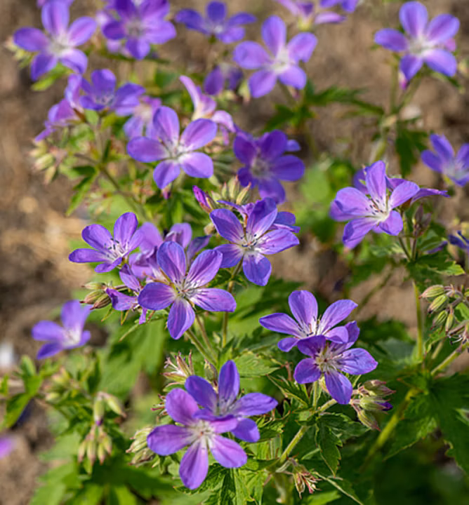 252bfba0143963781c2ea0e864c46bc7