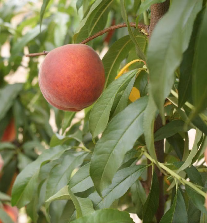 2583b1418c01758ae6964f6cff4bed03