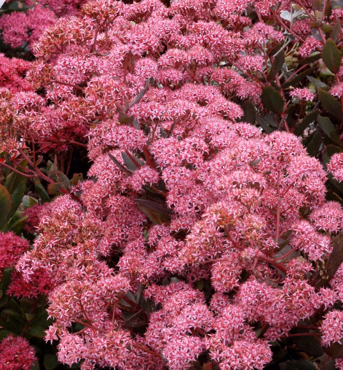 259ae8465393876420e7f258ac174e25