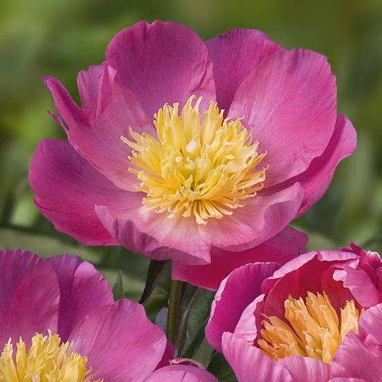 25b33117fb6bfaa1280afb530519ddc1