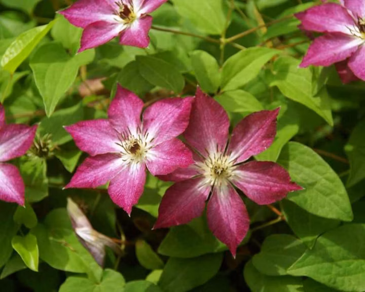 25b4f9b0f619fb8b0e4b2ebce8e6e300