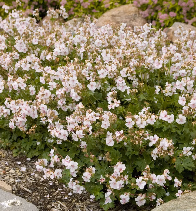 25bc625e5c17237d638aa6aa6e6b51ab