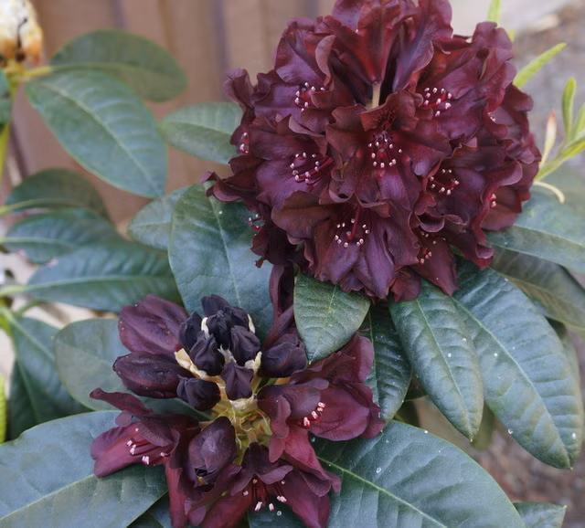 25c3420ad957cf8aa6d7033565d5ecca