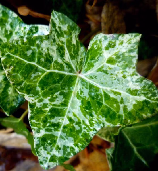 25f0ab7c6e596d60a9be95937fb55ad2