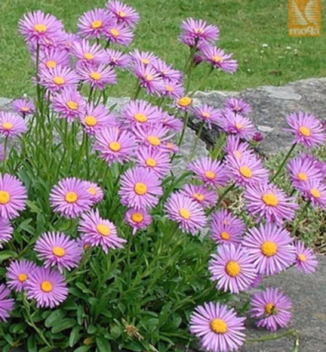 25f699f9317bbb18ef90c01f44ad44f7